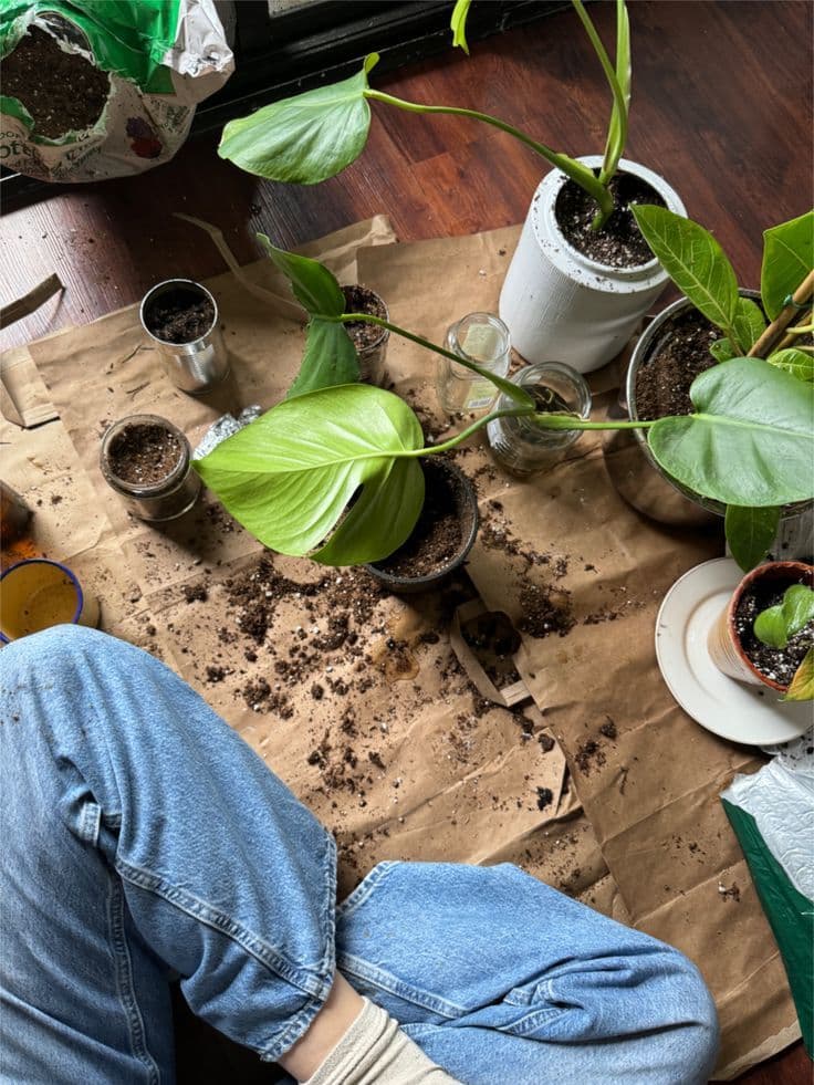 Plants on a shelf